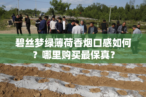 碧丝梦绿薄荷香烟口感如何？哪里购买最保真？